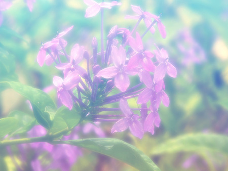 beautiful flowers made with color filtersの写真素材