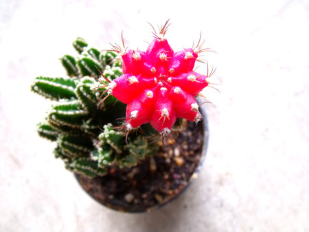 cactus in pot on  backgroundの写真素材