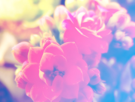 beautiful flowers made with color filtersの写真素材