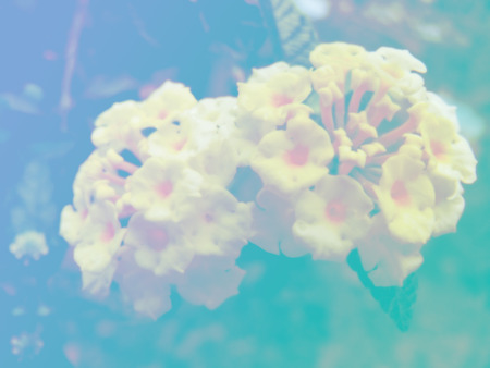 beautiful flowers made with color filtersの写真素材