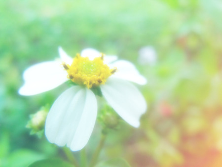 beautiful flowers made with color filtersの写真素材