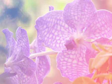 beautiful orchid background made with color filtersの写真素材