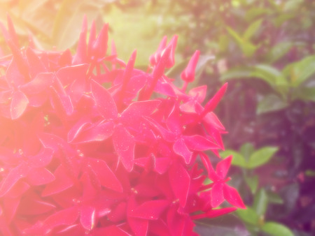 beautiful flowers made with color filters romantic flowers backgroundの写真素材