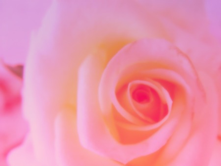 beautiful flowers made with color filters romantic flowers backgroundの写真素材