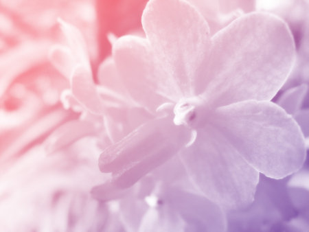 beautiful flowers made with color filters romantic flowers backgroundの写真素材
