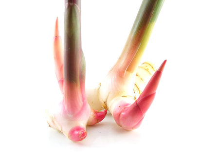 close up galangal isolated on a white backgroundの写真素材