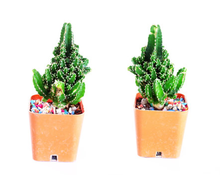 collection of cactuses on white backgroundの写真素材