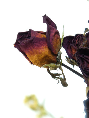 dry withered rosebud with selective focus isolated on whiteの写真素材