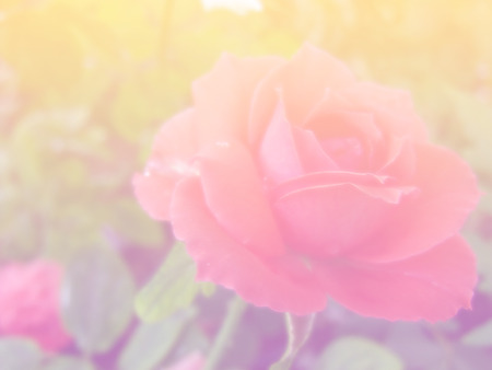 beautiful roses background made with color filtersの写真素材