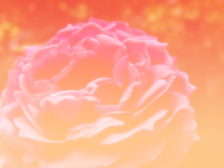 beautiful roses background made with color filtersの写真素材