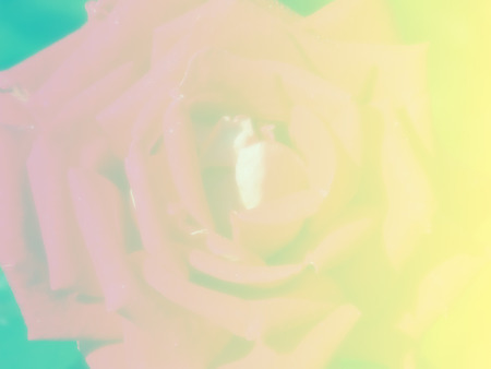 beautiful roses background made with color filtersの写真素材