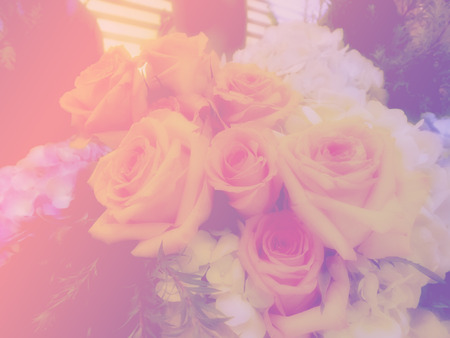 beautiful roses made with color filtersの写真素材