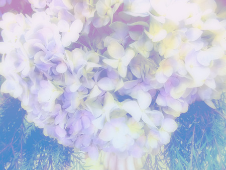 beautiful flowers made with color filtersの写真素材