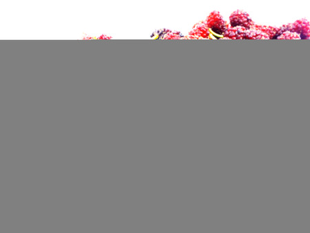 fresh organic mulberry on white backgroundの写真素材