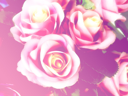 beautiful roses made with color filtersの写真素材