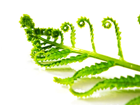 green fern leave branches isolated on white backgroundの写真素材