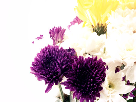 flowers and vase isolated on white background with filters colorの写真素材