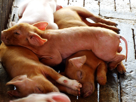 young sleeping pig after sucking in shedの写真素材