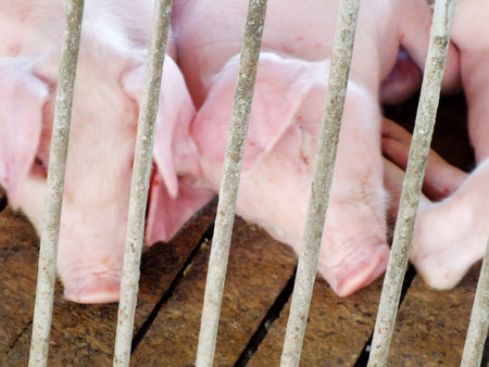 young sleeping pig after sucking in shedの写真素材