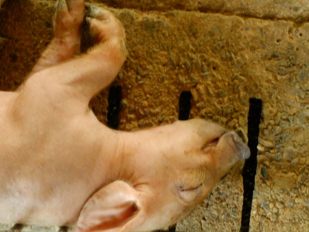 young sleeping pig after sucking in shedの写真素材