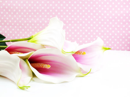 calla lily flower on pink backgroundの写真素材