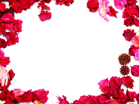 pink flowers border frame with white backgroundの写真素材