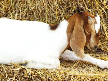 goat in the farmの写真素材