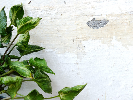green leaves on grung wallpaper backgroundの写真素材