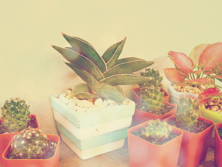 cactus and house plant collection in small flowerpots vintage retro filter effect;の写真素材