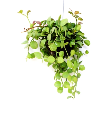house plant hanging on white backgroundの写真素材