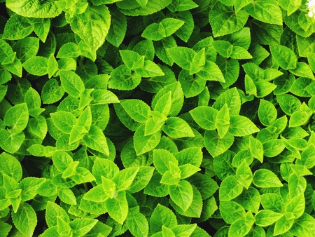 green leave texture close up nature backgroundの写真素材