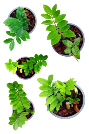 green plant isolated collection on white backgroundの写真素材