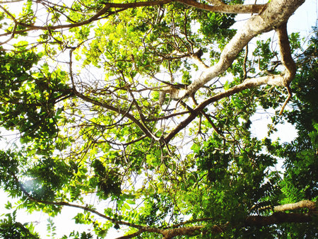 looking up tops of tree branches green nature abstract background