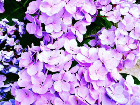 garden of colorful hydrangea flower bouquet
