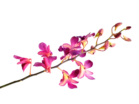beautiful pink orchid flower bud isolated on white backgroundの写真素材