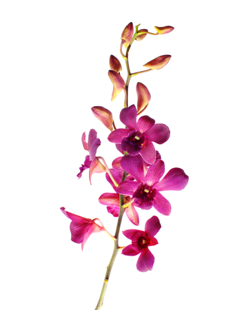 beautiful pink orchid flower bud isolated on white backgroundの写真素材
