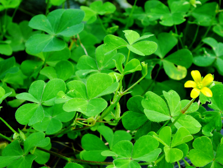 green leave texture natural backgroundの写真素材