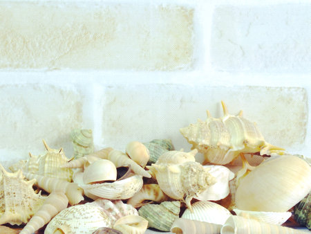 summer holiday season marine life card with shells and copy space background