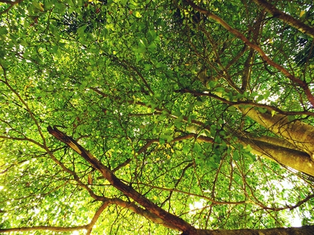 looking up tops of tree branches green nature abstract backgroundの写真素材