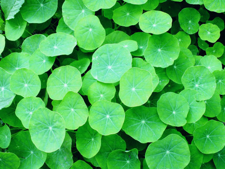 top view natural green leaves texture backgroundの写真素材
