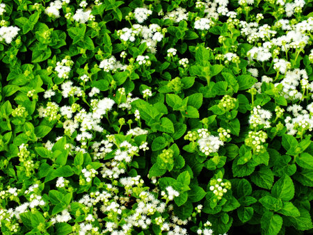 top view natural green leaves texture background