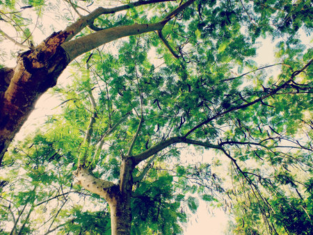 looking up tops of tree branches green nature abstract background