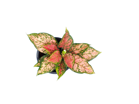 closeup green tree on flower pot and space backgroundの写真素材