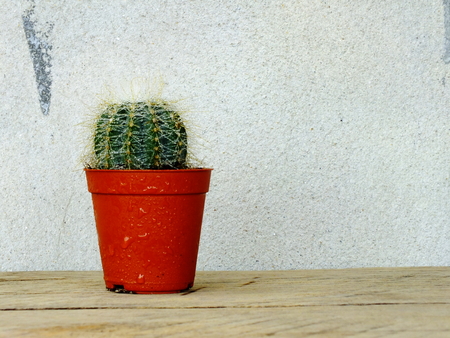 cactus collection in small flower potsの写真素材