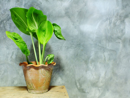 closeup green tree on flower pot and space backgroundの写真素材