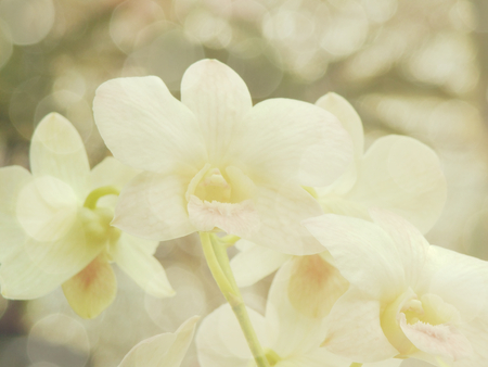 beautiful orchid flower with color filtersの写真素材