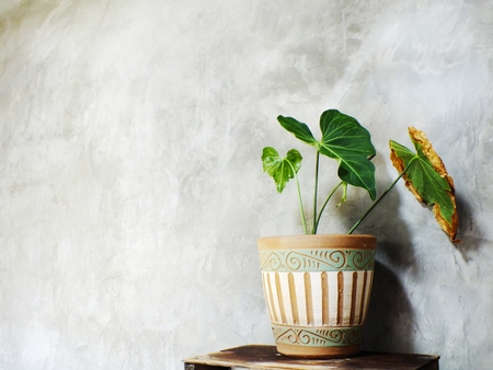 closeup green tree on flower pot and space backgroundの写真素材