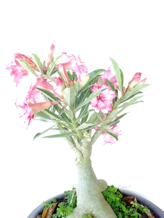 pink adenium flower isolated on white backgroundの写真素材