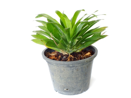 green house plant isolated on white backgroundの写真素材