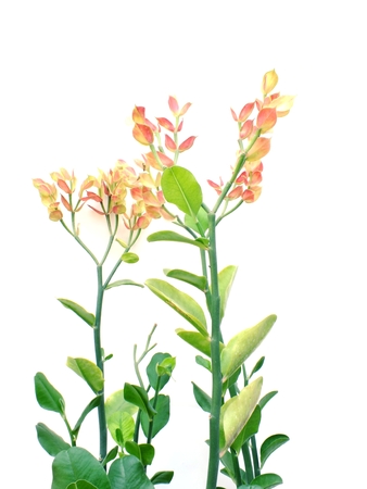 green plant isolated collection on white backgroundの写真素材